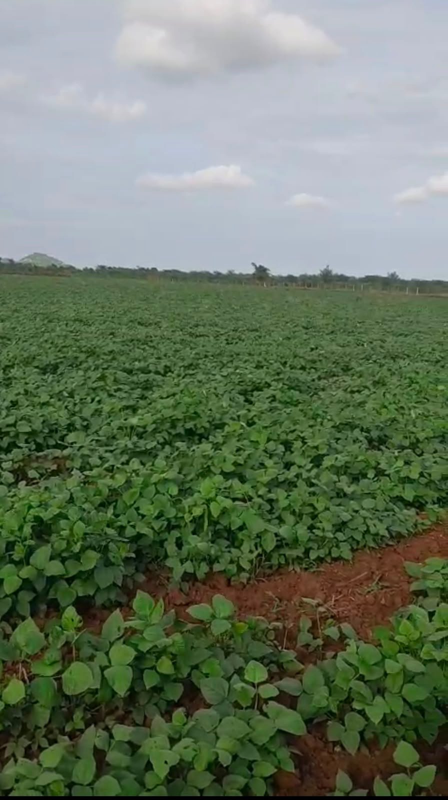 Agricultural land for Sale, Varkana Nadol Road, Near Varkan RIICO Barkana — photo 1