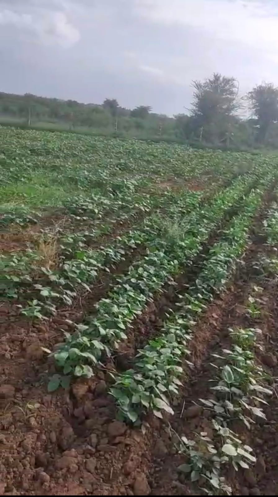 Agricultural land for Sale, Varkana Nadol Road, Near Varkan RIICO Barkana — photo 2
