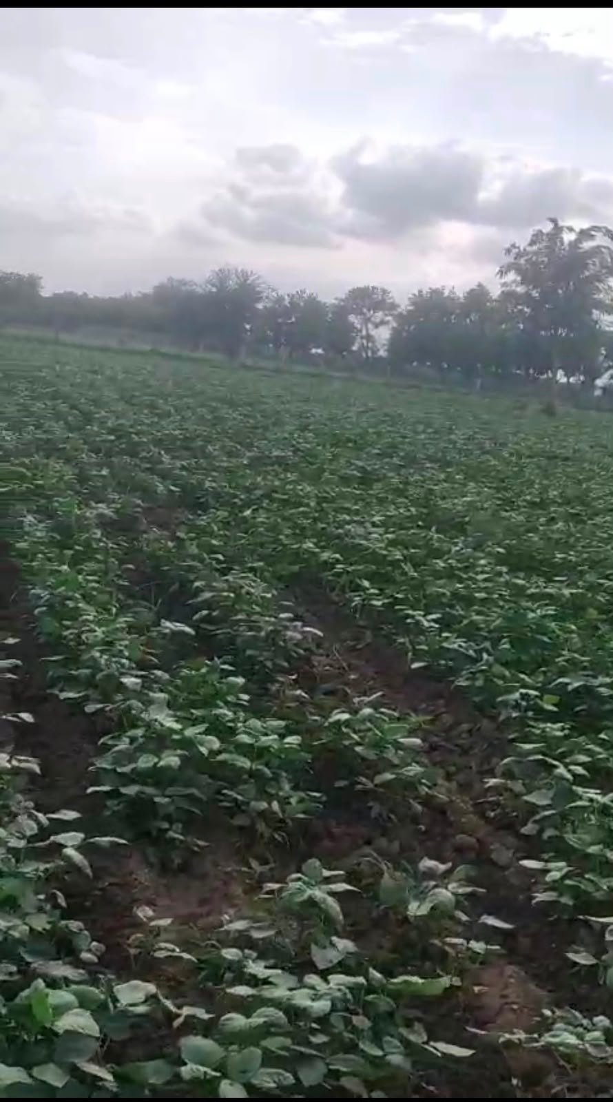 Agricultural land for Sale, Varkana Nadol Road, Near Varkan RIICO Barkana — photo 3