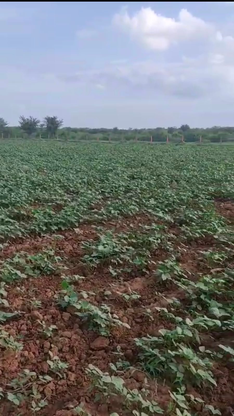 Agricultural land for Sale, Varkana Nadol Road, Near Varkan RIICO Barkana — photo 4