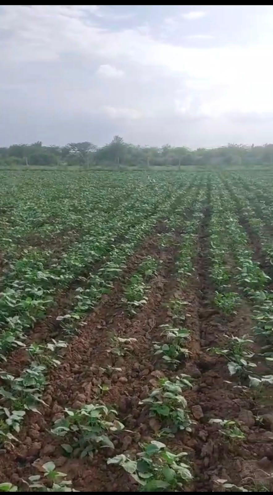 Agricultural land for Sale, Varkana Nadol Road, Near Varkan RIICO Barkana — photo 6
