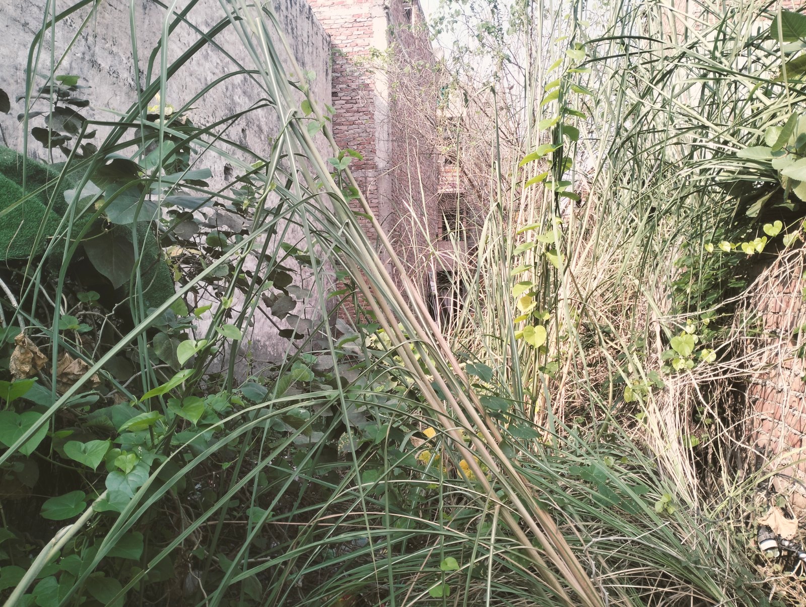 Plot for Sale, Burari, New Delhi — photo 3